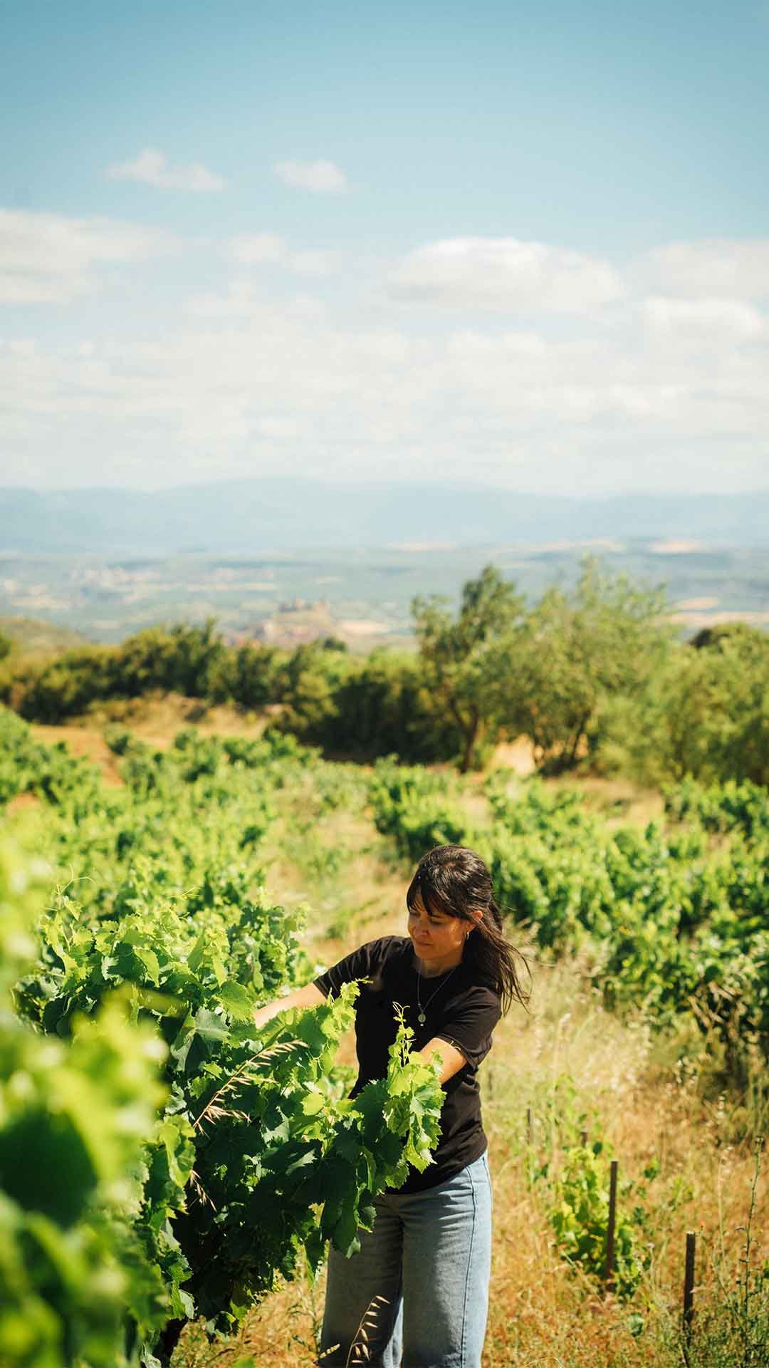Trabajo ecológico en el viñedo